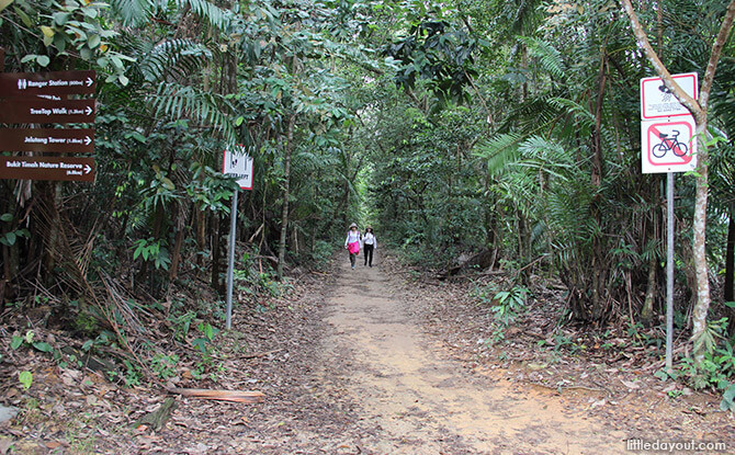 Path from MacRitchie Park
