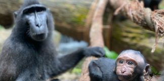 Singapore Zoo Welcomes Baby Joyo, A Critically Endangered Celebes Crested Macque