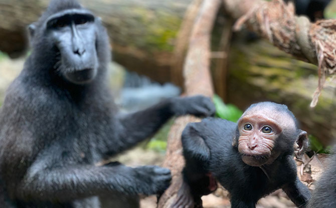 Singapore Zoo Welcomes Baby Joyo, A Critically Endangered Celebes Crested Macque