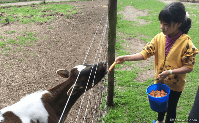 Feeding a calf at the farm