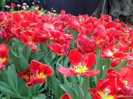 Tulips