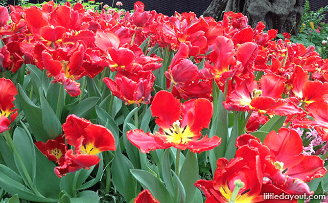 Red Tulips in the Flower Field - Tulipmania 2017