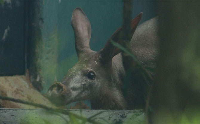 Night Safari's First Aardvark - Alika