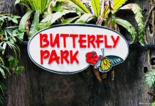 e01-butterfly-park-insect-kingdom