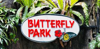 e01-butterfly-park-insect-kingdom