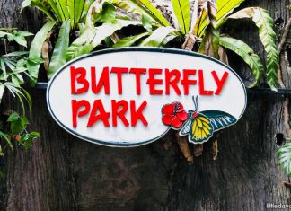 Butterfly Park & Insect Kingdom, Sentosa: Fluttering Butterflies & Exotic Insects e01-butterfly-park-insect-kingdom