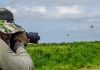 Where To Spot Migratory Birds In Singapore Where To Spot Migratory Birds In Singapore