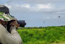 Where To Spot Migratory Birds In Singapore