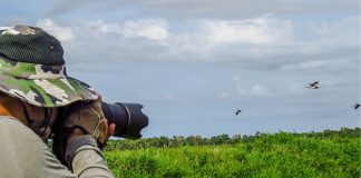 Where To Spot Migratory Birds In Singapore