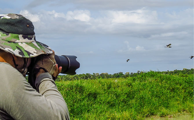 Where To Spot Migratory Birds In Singapore