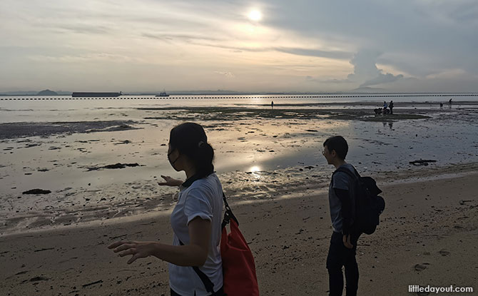 Changi Beach and Singapore’s Marine Biodiversity