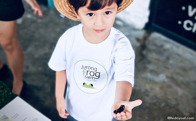 Jurong Frog Farm: A Ribbiting Good Time e01-jurong-frog-farm