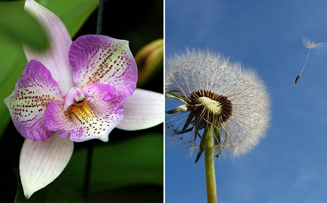 The Orchid and the Dandelion - Parenting a Sensitive Child