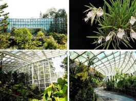 Tropical Montane Orchidetum Opens At National Orchid Garden: “Ascend A Mountain” Through Three Display Houses