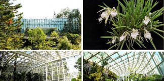 Tropical Montane Orchidetum Opens At National Orchid Garden: “Ascend A Mountain” Through Three Display Houses