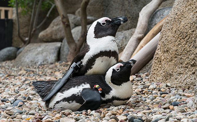 San Diego Zoo