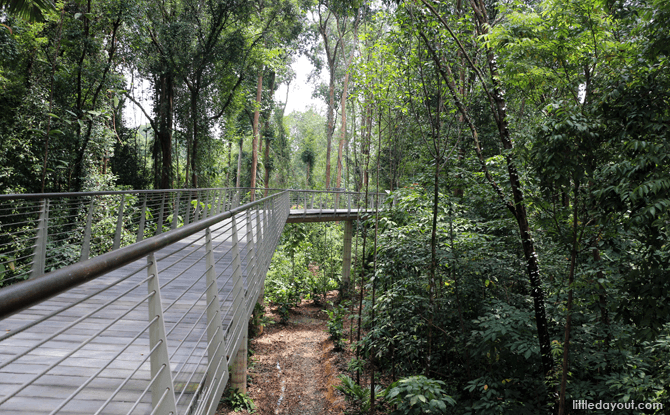 Boardwalk at SPH Walk of Giants is About 8 metres off the ground