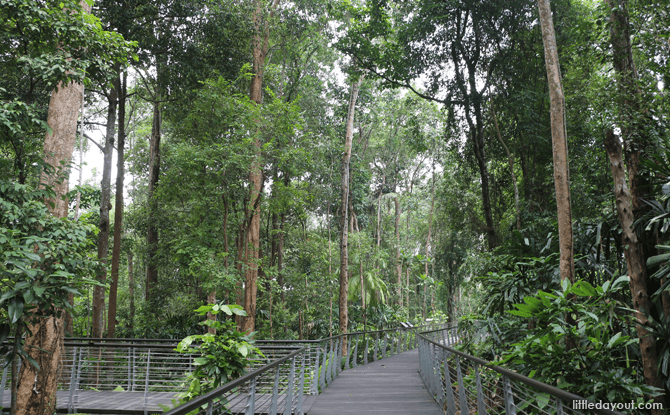 Elevated Boardwalk at SPH Walk of Giants, Learning Forest