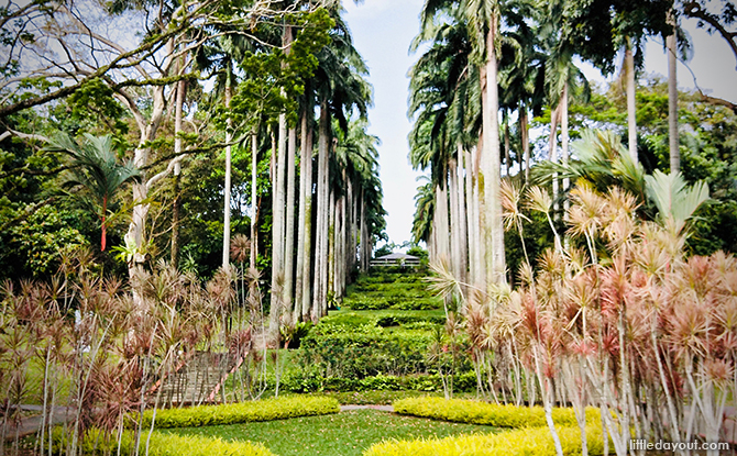 Row of trees