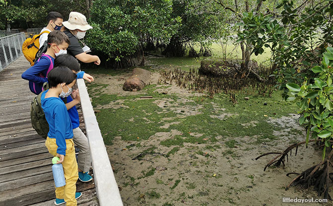 Chek Jawa Boardwalk