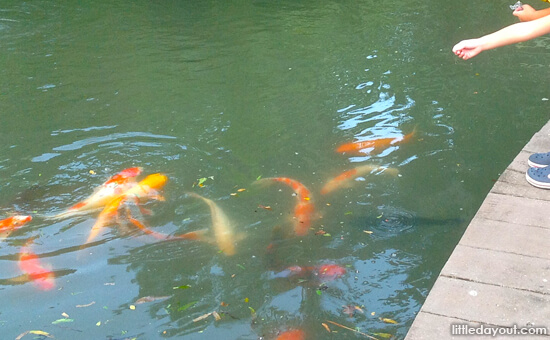 Fish Feeding at Singapore Botanic Gardens