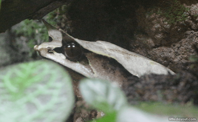 Frog Room at Fragile Forest Exhibit