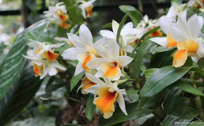 7 Top Sights At National Orchid Garden 18 Dendrobium Frost Dawn