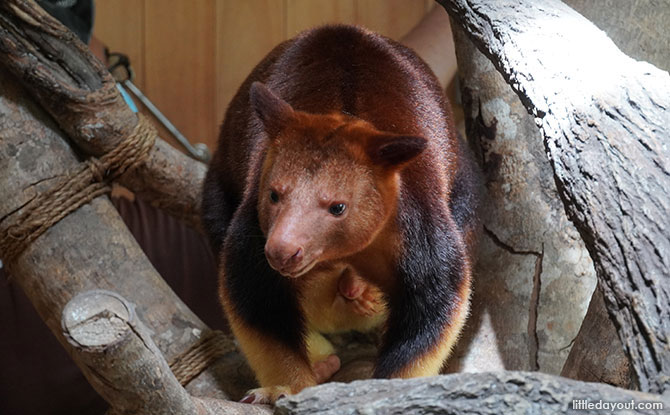 Goodfellow’s Tree Kangaroo