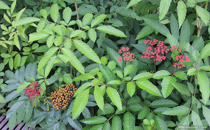 Windsor Nature Park: Hanguana Rubinea