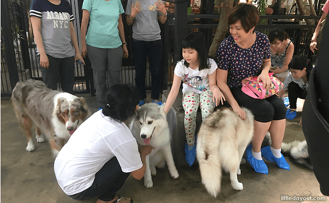 Interacting with the huskies at True Love @ Neverland Cafe, Bangkok