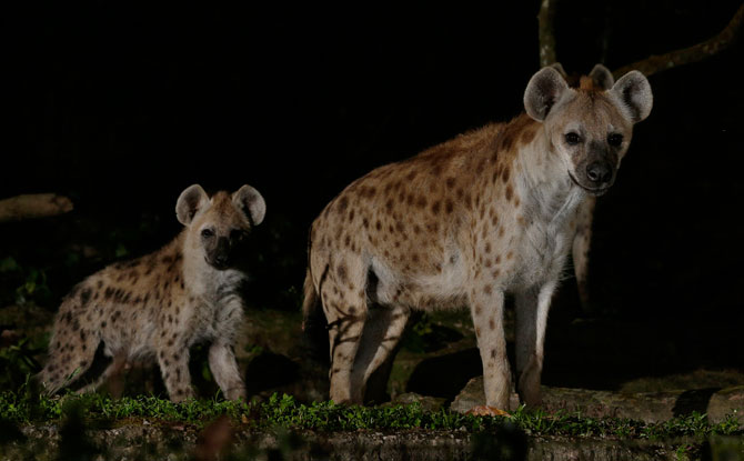 Circle of Life Festival 2019 at Night Safari