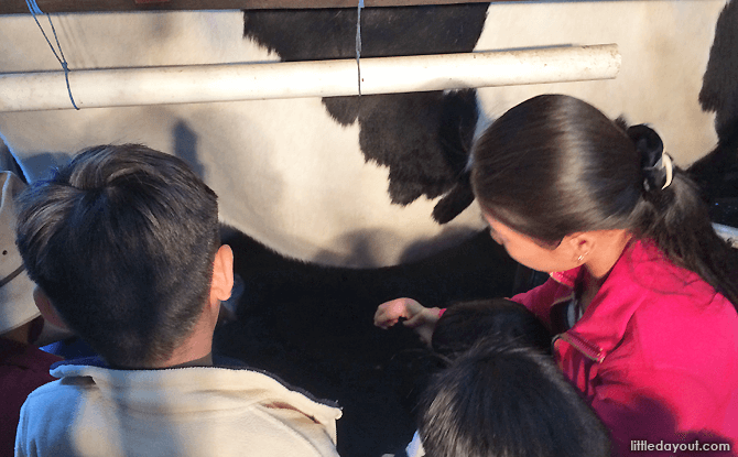 Milking a cow