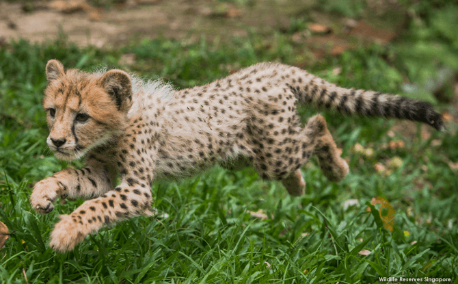 Deka the Cheetah, Singapore Zoo