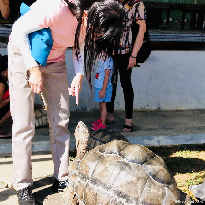 The Live Turtle And Tortoise Museum At Orto