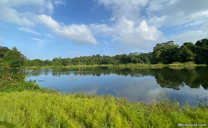 Herons Galore at Pekan Quarry