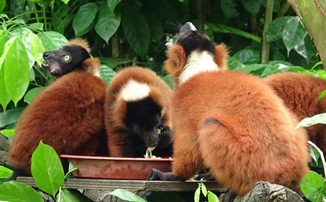 Red Ruffed Lemur Family at Singapore Zoo