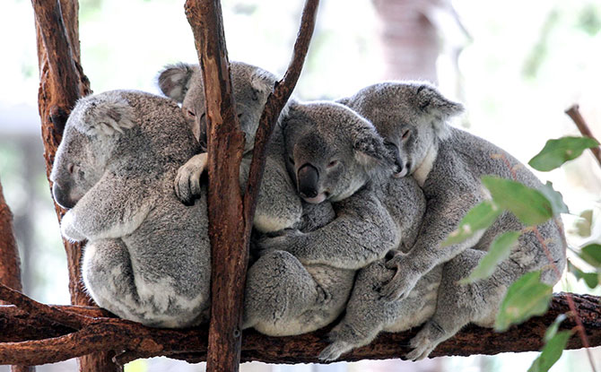 Lone Pine Koala Sanctuary