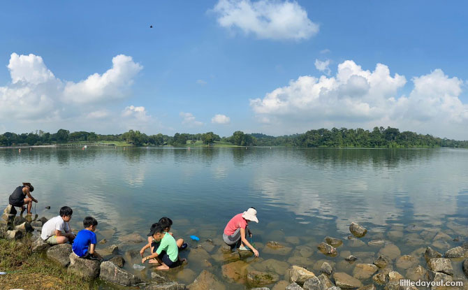 Where to Catch Yabbies in Singapore?