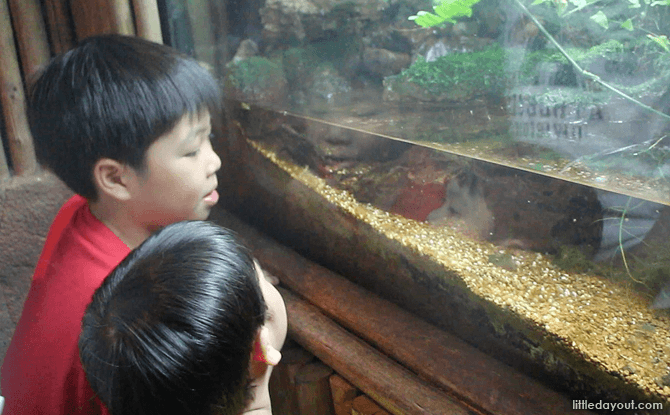 Frog Room at Fragile Forest, Singapore Zoo