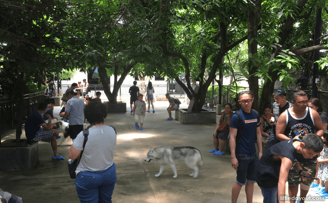 Outdoor dog pen at True Love Husky Cafe