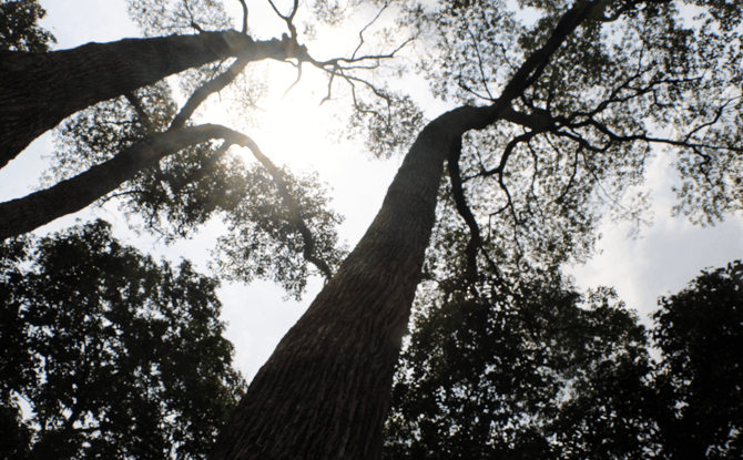 Trees at SPH Walk of Giants