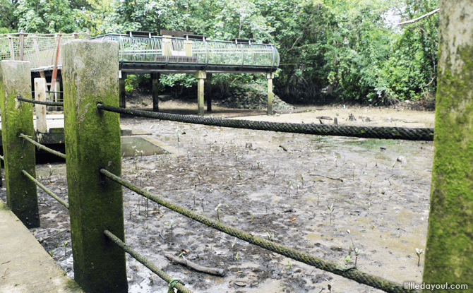 Boardwalk at Sungei Buloh Mud Experience