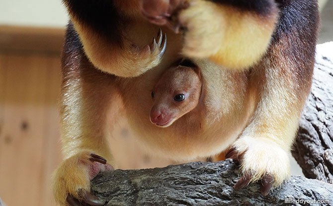 Singapore Zoo's Goodfellow’s Tree Kangaroo Joey