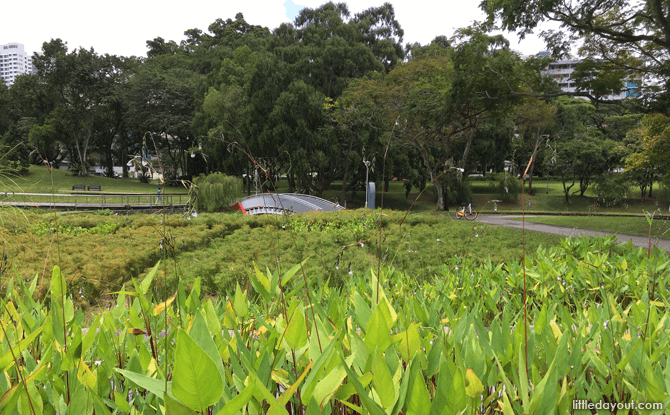 Lush greenery at Bishan-Ang Mo Kio Park