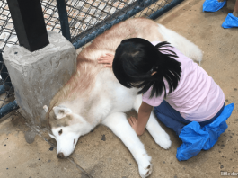 TrueLove at Neverland Husky Cafe, Bangkok