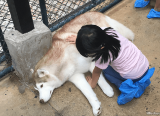 TrueLove at Neverland Husky Cafe, Bangkok