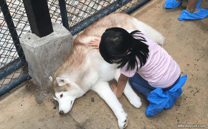 TrueLove at Neverland Husky Cafe, Bangkok