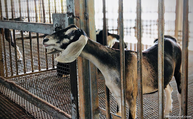 Kranji Countryside: Hay Dairies Goat Farm