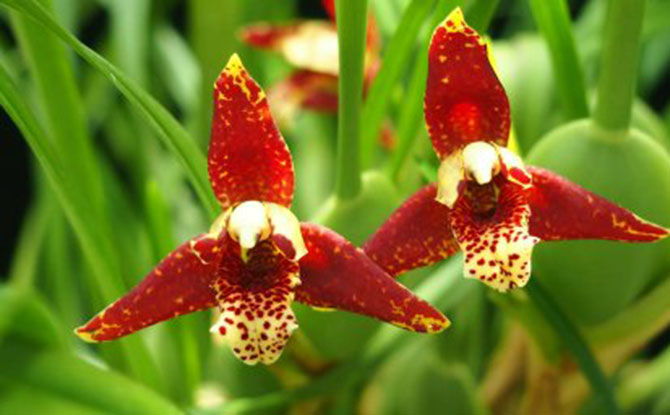 Orchids at Gardens by the Bay