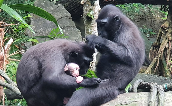 Singapore Zoo’s Celebes Crested Macaque Conservation Efforts